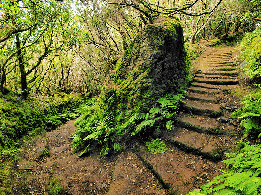 Anaga Country Park Tenerife 2026 Everything You Should Know Go 
