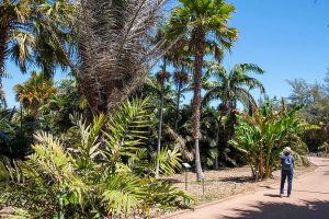 Palmetum, Santa Cruz de Tenerife