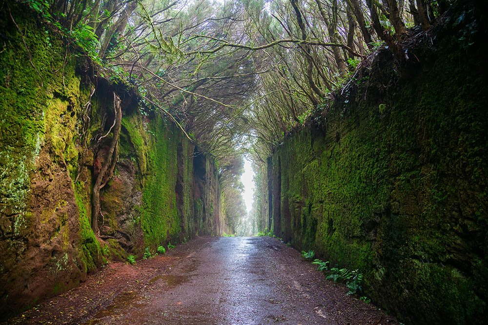 Parque Rural De Anaga Tenerife 2026 Qu Saber Antes De Ir Go Tenerife